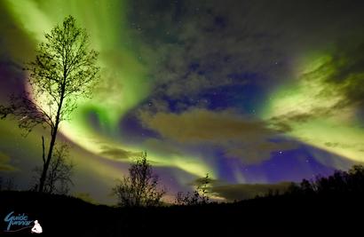 Colorful Aurora over the dark forest