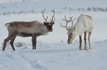 Two reindeers out in the snow.